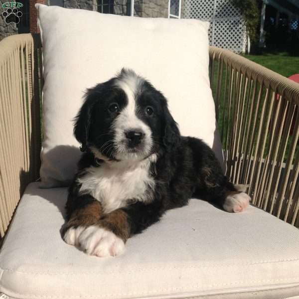 Angel, Bernedoodle Puppy